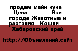 продам мейн куна › Цена ­ 15 000 - Все города Животные и растения » Кошки   . Хабаровский край